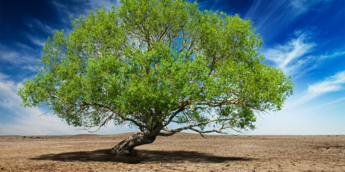Tree in desert