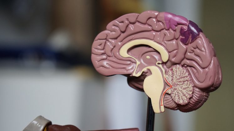Language Learning Model Earns Prestigious Statistics Award brown brain decor in selective-focus photography