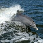 Bottlenose_Dolphin_KSC04pd0178