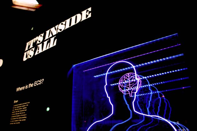 What Can AI Teach us about the Human Brain?