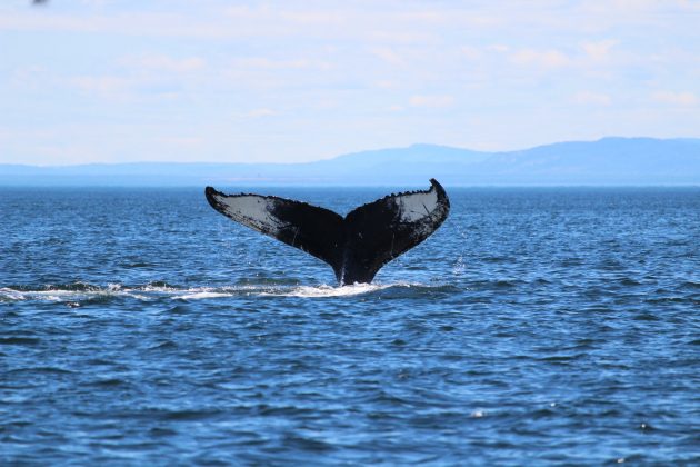 Researchers Use AI to Translate Whale Communication whale jumping over the sea during daytime