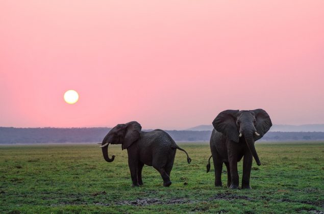 Researchers Decode Elephant Communication two grey elephants on grass plains during sunset